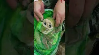 Thumbnail: Giant green clams, collecting enchanting green pearls