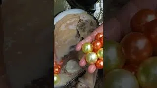 Thumbnail: Giant pearl clam, precious and charming pearl