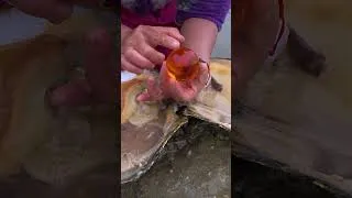 Thumbnail: Giant clams, collecting high-quality pearls