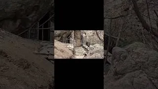 Thumbnail: Building a survival shelter #bushcraft #alvin #hutbuilding
