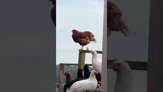 Thumbnail: chichken  #earth  #animals #chicken #egg #chill #relaxing