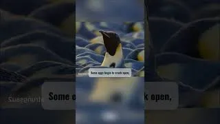 Thumbnail: Interesting Facts About Penguins  #earth #penguins #penguinshorts #Interesting Facts About Penguins