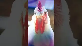 Thumbnail: Chicken Song #Chickensong #chickendance #technochicken  #jgecochickensong #hensong #hendance