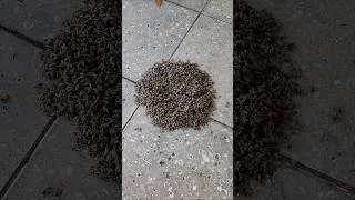 Thumbnail: We Found a Puddle of Bees on The Ground