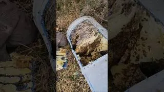 Thumbnail: Psycho Bees Filled Up a 50 Gallon Drum With Honeycomb (Part 2)