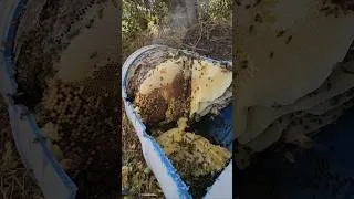 Thumbnail: Killer Bees Stung Through Beekeepers Leather Boots! (Part 1)