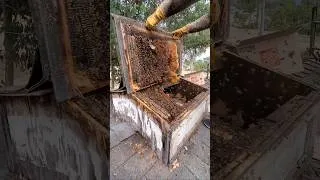 Thumbnail: We found a GIANT beehive in a small barn! 🐝