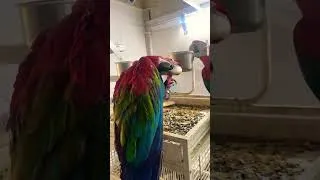 Thumbnail: Red love ❤️ greenwing and rubby macaw #love #parrot #exotic #birds #pets #macaw