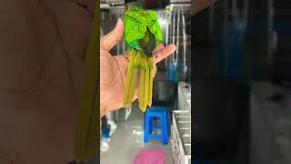 Thumbnail: Blue throated conure