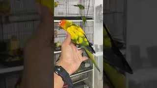 Thumbnail: Yellow Dominant Sun Conure all Time favourite beauty of Colour #bird #parrot #sunconure #birdlovers