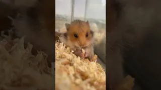 Thumbnail: Day 11 |Mini pet Vlog | Hamster   #shorts #short #petlover #hamsters #hamsterbabies