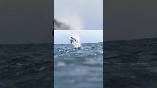Thumbnail: Megalodon Bite Force: Crushing Power of 3 Elephants!