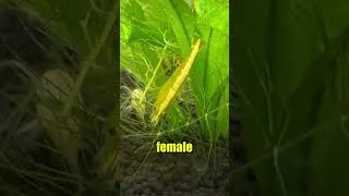 Thumbnail: I found my Shrimp doing this...