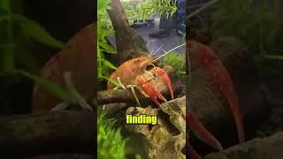 Thumbnail: I saw something crazy in my tank...