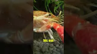 Thumbnail: My Crawfish is Wacky