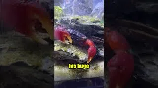 Thumbnail: King the Crab is Frustrated