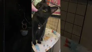 Thumbnail: Miss Nyx says Hi. #cat #blackcat