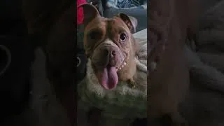 Thumbnail: Play wit me Papa #dogs #pitbull