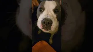 Thumbnail: Lola caring for her elder #dogs #pitbull