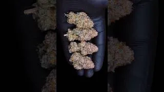 Thumbnail: THIS MIGHT BE THE EASIEST WAY TO GROW ⭐🌱 What do you think?