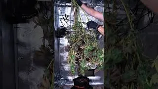 Thumbnail: Ocean Fruit (Single SUPERCROP Plant)… Veg to Harvest 😳