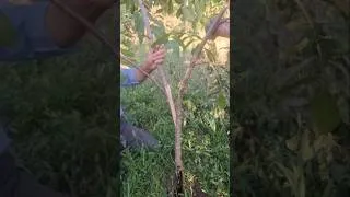 Thumbnail: ##nature #farming #garden #gardening #Mrgardner823