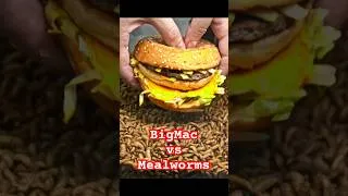Thumbnail: BigMac vs Mealworms #mealworms #maggots #mcdonalds #burger