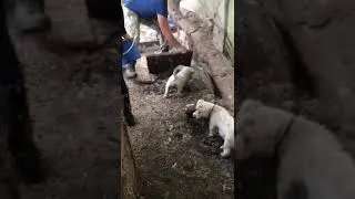 Thumbnail: Ratting with sealyham terriers