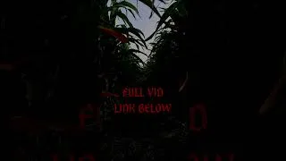 Thumbnail: Boy cuts through cornfield, hears rustling in the crops.. (TRUE STORY)