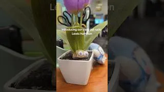 Thumbnail: Introducing Lewis Hamilton, our class pet! #petrock #pets #teachers #classroom