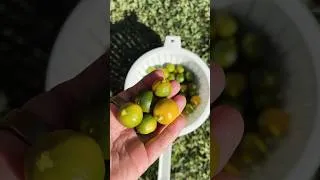 Thumbnail: It’s calamansi season in Australia #calamansi #calamansifarming #homegrown #shorts