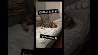 Thumbnail: The Legendary One Fluff is a snoring machine.