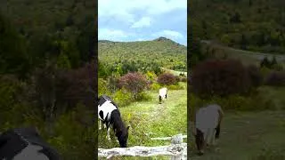 Thumbnail: Grayson Highlands State Park, Virginia #virginia #pony #wildlife #park