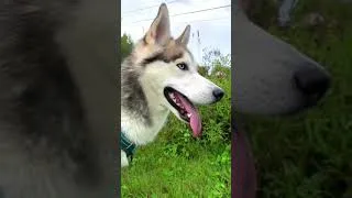 Thumbnail: Meeting your favourite animals #shorts 🐓😂🐺