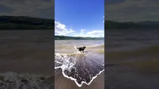 Thumbnail: Husky Beach Day Take 2 – Happy Pups #shorts