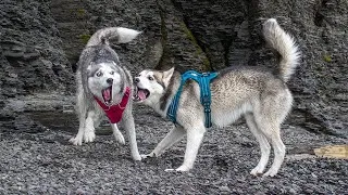 Thumbnail: Husky Beach Day – Unleashed Beasts #shorts