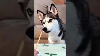 Thumbnail: Husky Eating Breadsticks – Super Crunchy #shorts