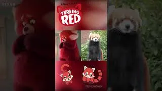 Thumbnail: TURNING RED Real Life Side-By-Side | Cute Red Pandas 🐼 #turningred