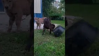 Thumbnail: Tough highland calf #highland #cow #calf #farmanimals #farmlife #pets #farmvlog #toughgirl