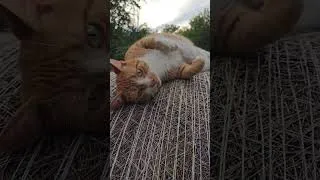 Thumbnail: Cat rolling on the round bale #cat #catlife #brave #farmanimals #farmlife #pets #farmvlog