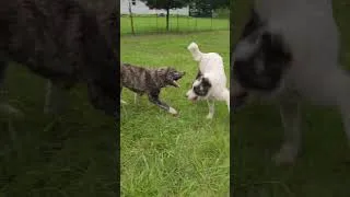 Thumbnail: Puppies playing before work #puppies #dog #dogs #farmanimals #farmlife #farmlifebestlife #pets