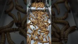 Thumbnail: How Mealworms Are Turned Into Noodles 😱 | Inside a Futuristic Insect Noodle Factory