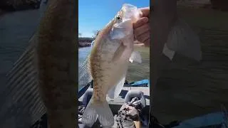Thumbnail: Crappie Be Creekin