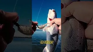 Thumbnail: This Bait Catches More Trout