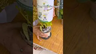Thumbnail: Must Have Indoor Plants 🌱 | Ugaoo Plant Haul #shorts