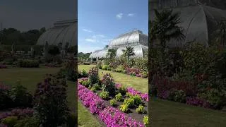Thumbnail: Flowers in Full Bloom at Kew Gardens #youtubeshorts #kewgardens #flowers #nature