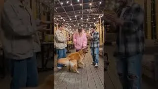 Thumbnail: when a golden retriever joins the trend. I love this song by the way #letmebe