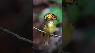 Thumbnail: Amazing Animals 8K - Explore the Animal World with Relaxing Music