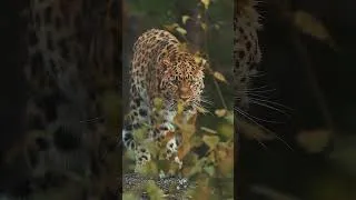 Thumbnail: ANIMALS 4K HDR - Beautiful Animal World With Relaxing Music