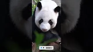 Thumbnail: Funny Animal Moments 1 #shorts #animals #funny